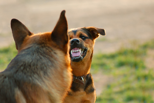 Rieducazione comportamentale cane Lecce