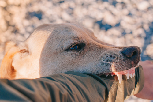 Rieducazione comportamentale cane Lecce